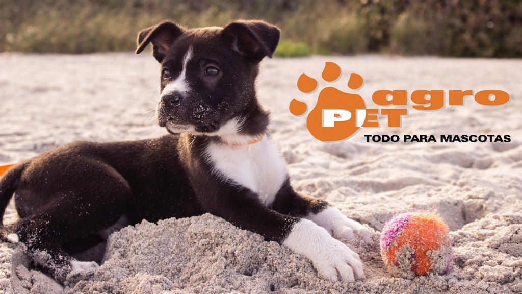 Perro pelota